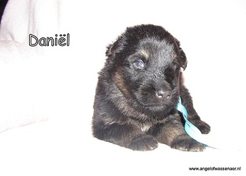 Daniël, zwart-bruine reu, 3 weken jong
